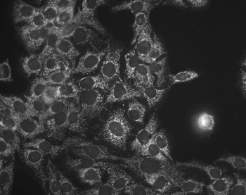 HSP60 Antibody (Biotin)