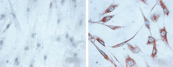 HSP60 Antibody (Biotin)