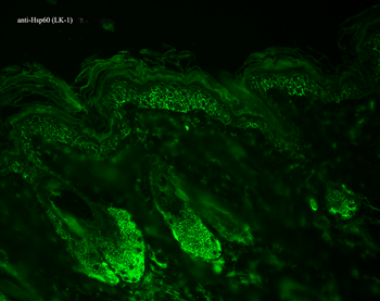 HSP60 Antibody (Biotin)