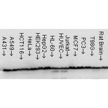 HSP60 Antibody (PerCP)