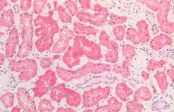 HSP60 Antibody (Biotin)