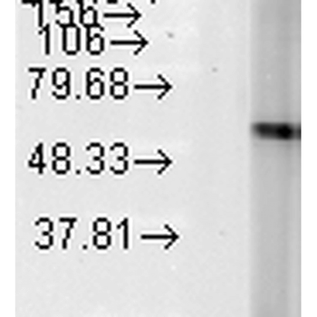 HSP60 Antibody (Biotin)