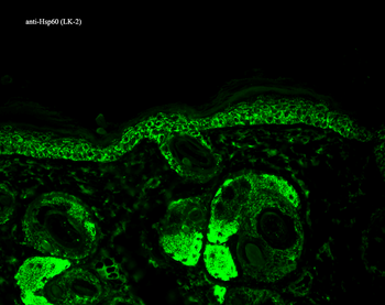 HSP60 Antibody (PerCP)