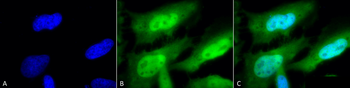 HSF1 Antibody (PerCP)