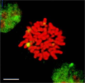 HSF1 Antibody (PerCP)