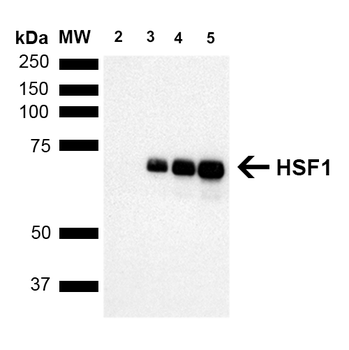 HSF1 Antibody (PerCP)
