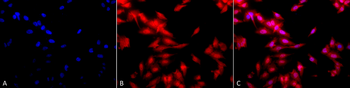 HSF1 Antibody (PerCP)