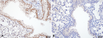 HSF1 Antibody (PerCP)