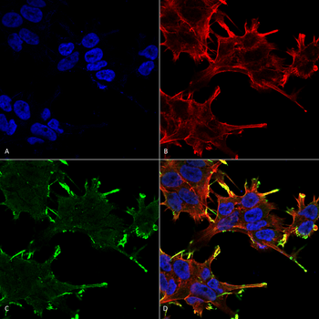 Alpha B Crystallin Antibody (Biotin)