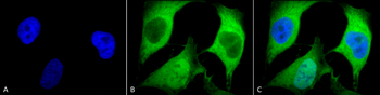 Ubiquitin Antibody (APC)