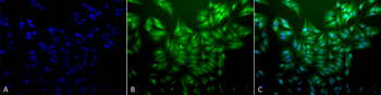 Ubiquitin Antibody (APC)