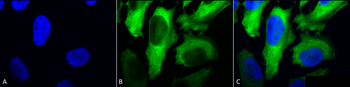 HSP27 Antibody (Biotin)