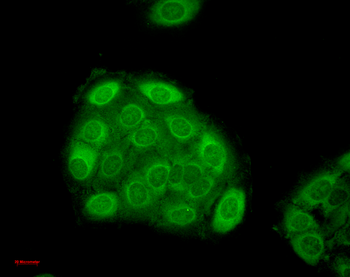 HSP27 Antibody (Biotin)