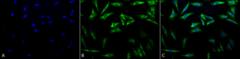 HSP27 Antibody (Biotin)