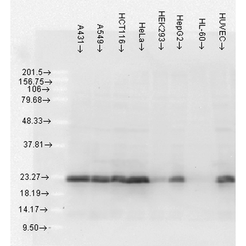 HSP27 Antibody (Biotin)
