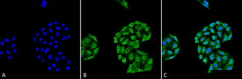 HSP70 Antibody (HRP)