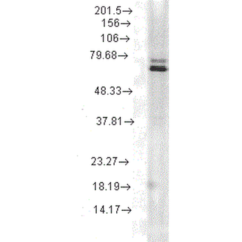 HSP70 Antibody (HRP)