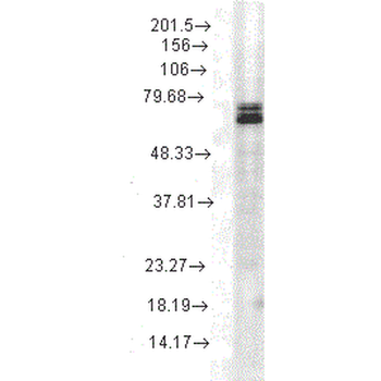 HSP70 Antibody (RPE)