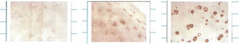 SOD3 Antibody (HRP)