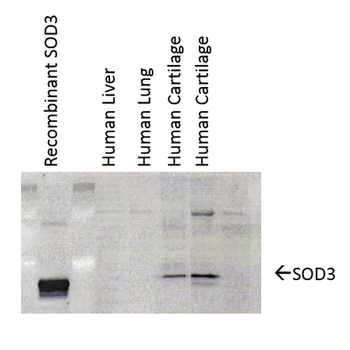 SOD3 Antibody (HRP)
