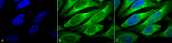 ERp57 Antibody (HRP)
