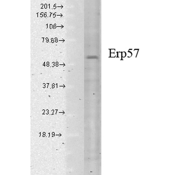 ERp57 Antibody (HRP)