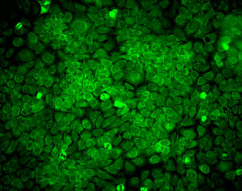 ERp57 Antibody (HRP)