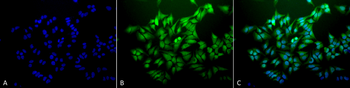 Ubiquitin Antibody (APC)