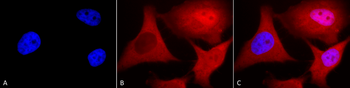 Ubiquitin Antibody (Biotin)