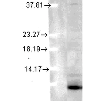 Ubiquitin Antibody (Biotin)