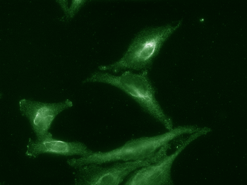AHA1 Antibody (APC)