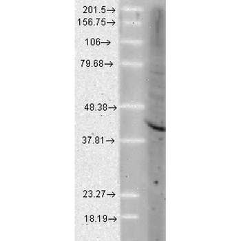 AHA1 Antibody (APC)