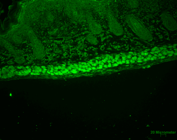AHA1 Antibody (PerCP)