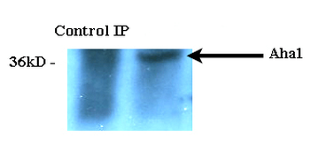 AHA1 Antibody (PerCP)