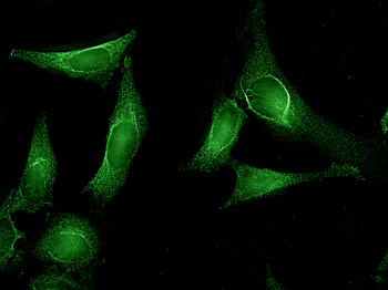 AHA1 Antibody (PerCP)
