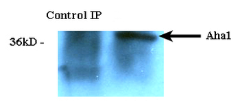AHA1 Antibody (PerCP)