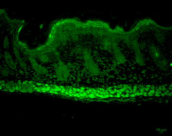 AHA1 Antibody (PerCP)