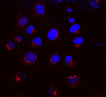 KDEL Receptor Antibody (PerCP)