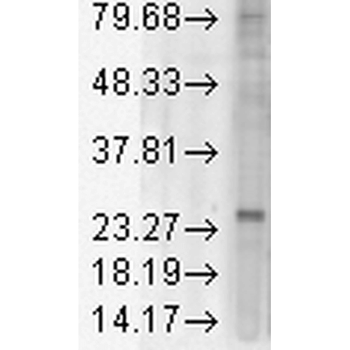 KDEL Receptor Antibody (PerCP)