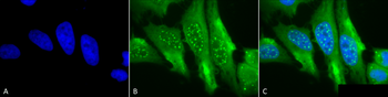 HO-1 Antibody (FITC)