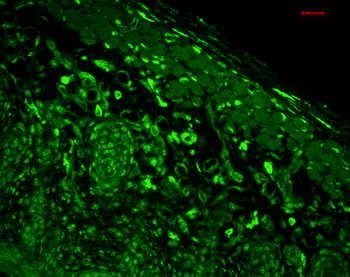 HO-1 Antibody (FITC)