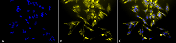 HO-1 Antibody (FITC)