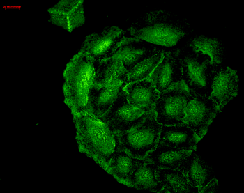 HO-1 Antibody (FITC)