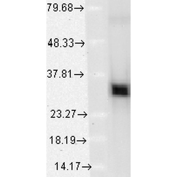 HO-1 Antibody (FITC)