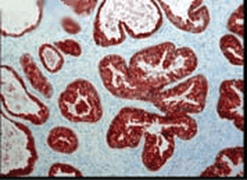 FKBP52 Antibody (APC)