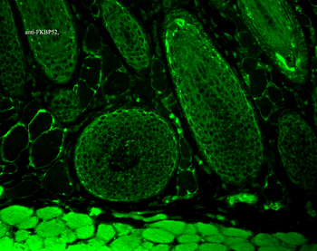 FKBP52 Antibody (APC)