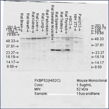 FKBP52 Antibody (APC)