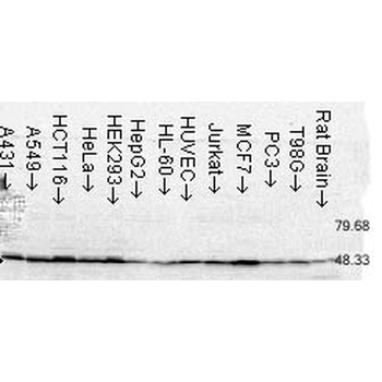 FKBP52 Antibody (APC)