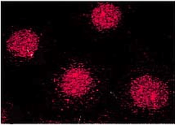 FKBP52 Antibody (APC)