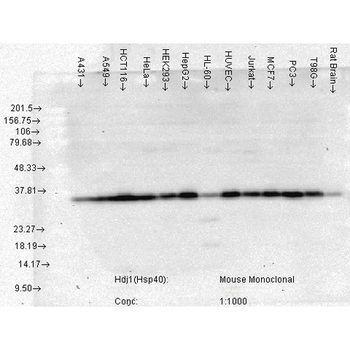 HSP40 Antibody (FITC)